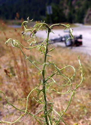 0707_Idaho_Sandpoint15